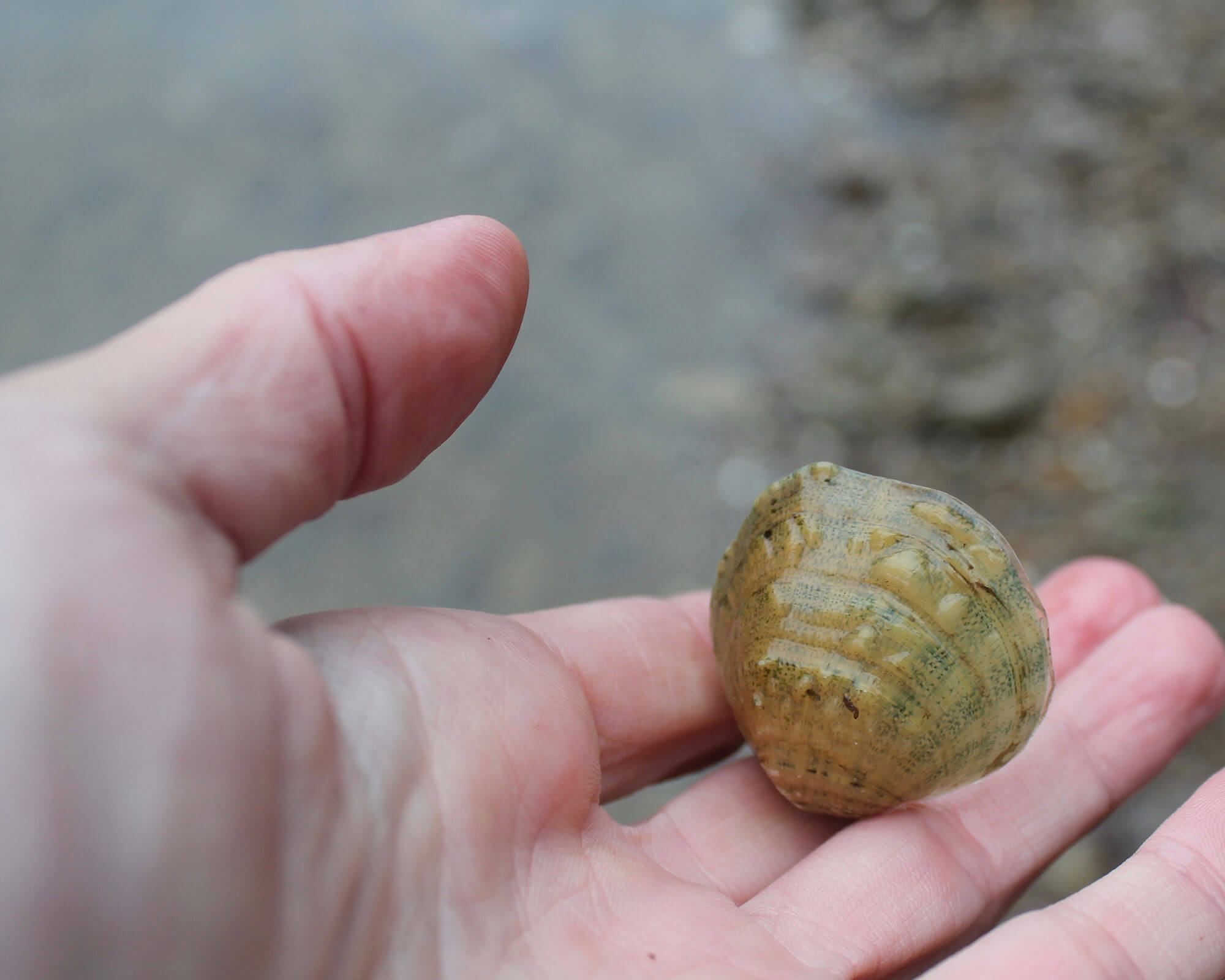 Freshwater Mussels — Benefits and Threats - Southern Appalachian