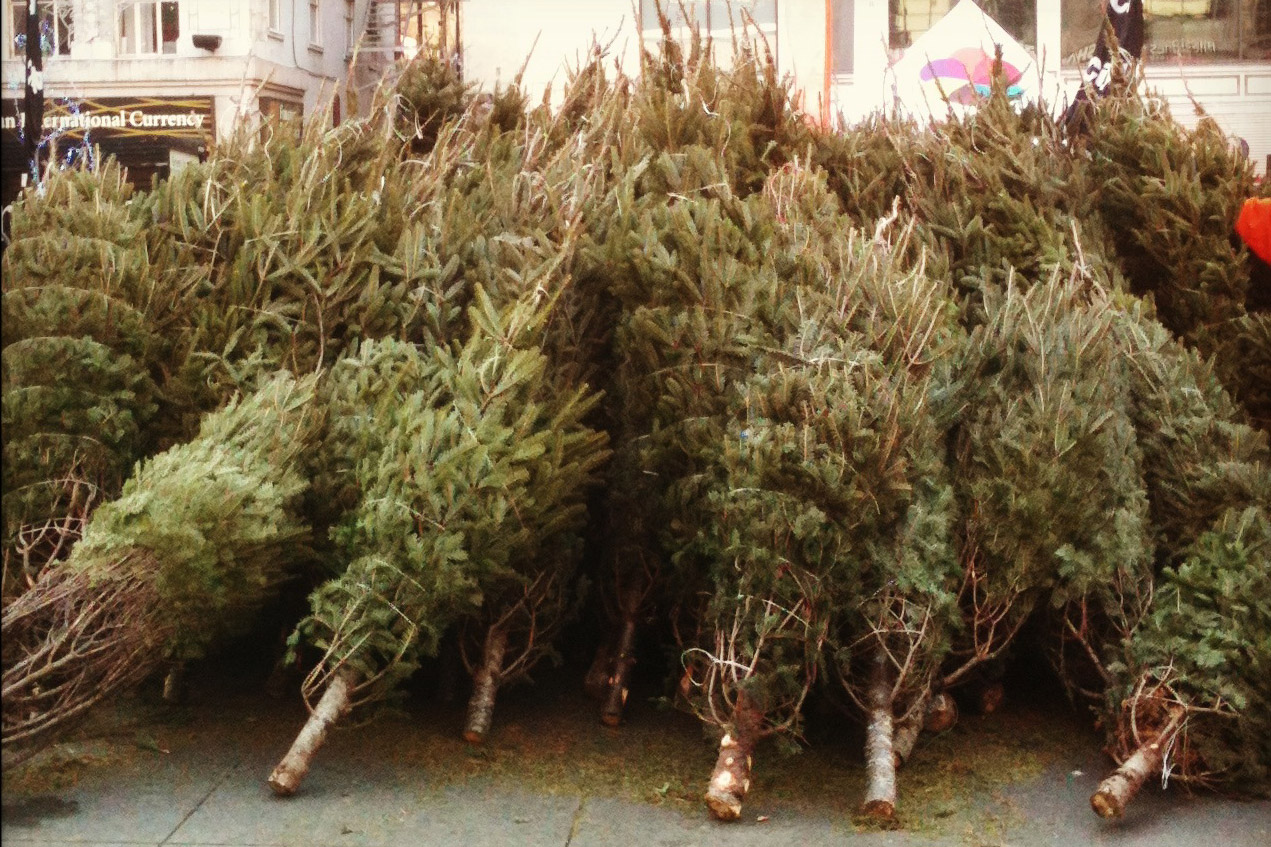 Picking out a tree at the corner Christmas tree lot may be a romantic holiday tradition. But as Joey Spehar can tell you, selling trees is a lot of work. Photo: elzbieta1986 via Flickr