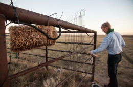 Kurt Fristrup repairs a damaged recording system on a cattle pen in Colorado’s Pawnee National Grassland. Photo: Kerry Klein