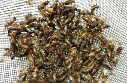 Would you eat crickets? The UN thinks you should. The bugs got a big PR boost in 2013, after the United Nations came out with a report pushing insects as an environmentally friendly protein. Photo: Julie Grant