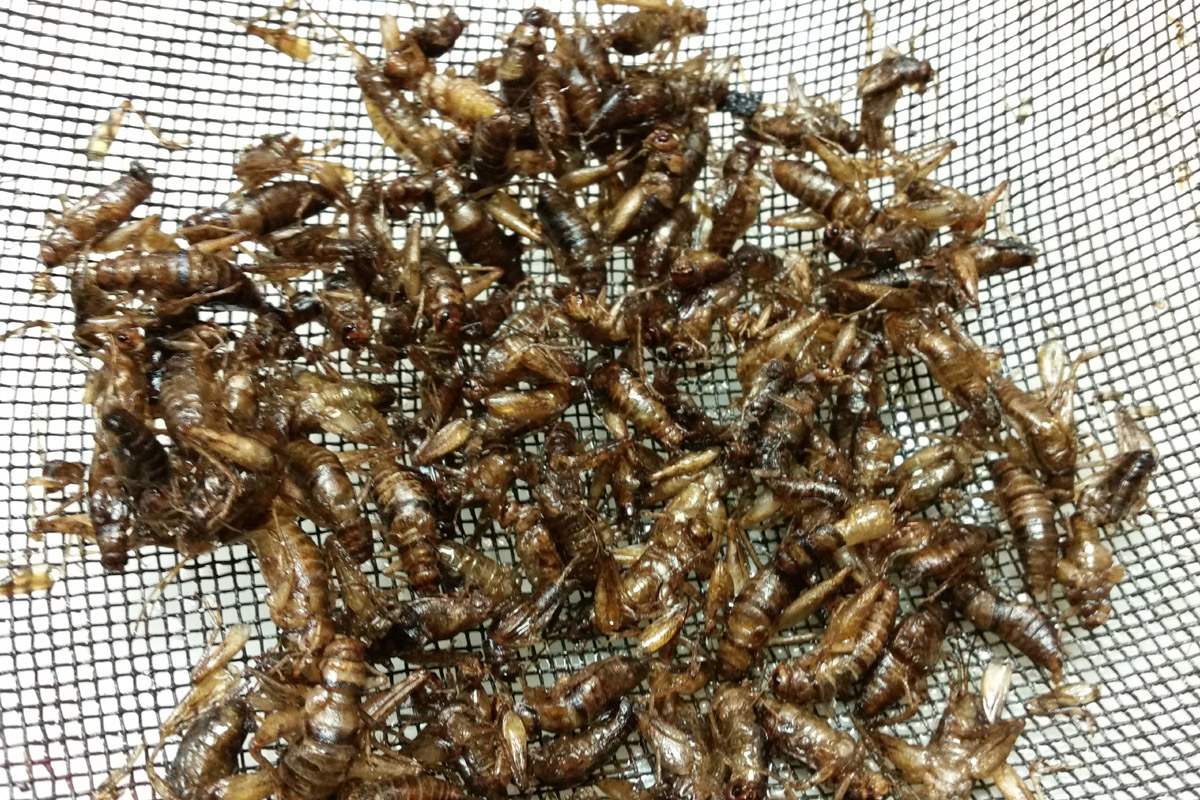 Would you eat crickets? The UN thinks you should. The bugs got a big PR boost in 2013, after the United Nations came out with a report pushing insects as an environmentally friendly protein. Photo: Julie Grant