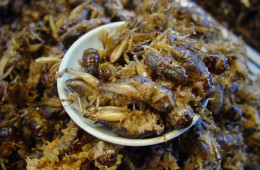 Would you eat crickets? The UN thinks you should. The bugs got a big PR boost in 2013, after the United Nations came out with a report pushing insects as an environmentally friendly protein. Photo: Xosé Castro Roig via FLickr