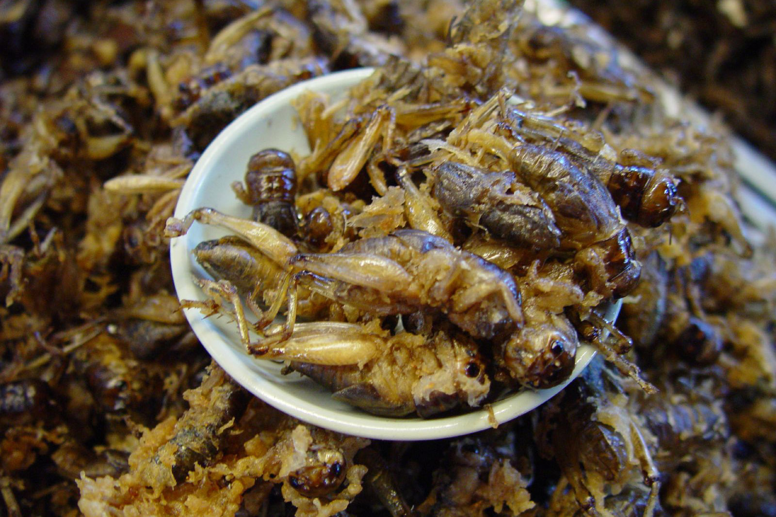 Would you eat crickets? The UN thinks you should. The bugs got a big PR boost in 2013, after the United Nations came out with a report pushing insects as an environmentally friendly protein. Photo: Xosé Castro Roig via FLickr