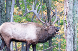 The reintroduction of wild elk to Pennsylvania has proven to be an economic boon for the state. Every year, elk tourism generates as much as $40 million. Photo: John McCullough via Flickr