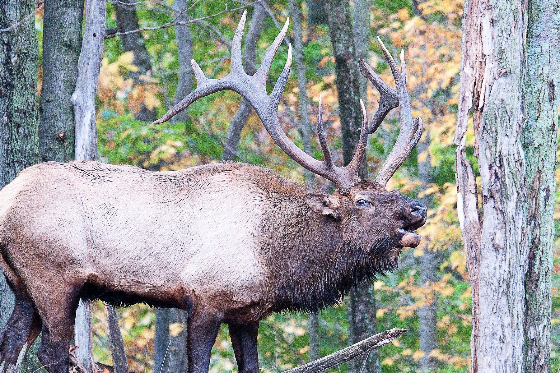 The reintroduction of wild elk to Pennsylvania has proven to be an economic boon for the state. Every year, elk tourism generates as much as $40 million. Photo: John McCullough via Flickr