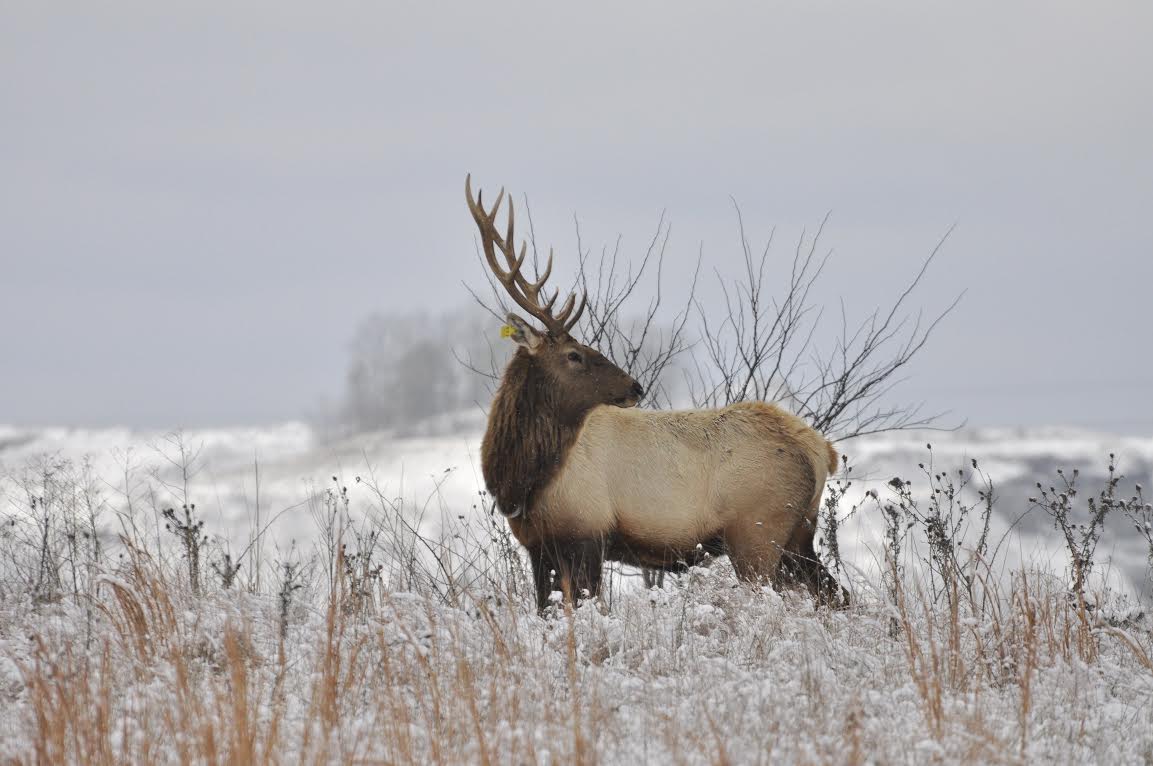 The wild elk herd in Elk County, Pennsylvania drew over 300,000 visitors last year. Photo: John Hast / Conservation Fund