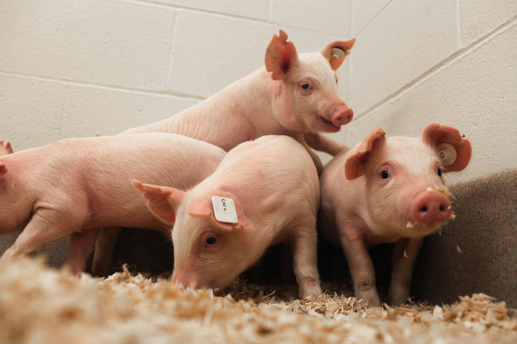 The University of Missouri and Kansas State University recently developed pigs resistant to a deadly virus that costs the U.S. pork industry millions annually. Photo: Courtesy University of Missouri