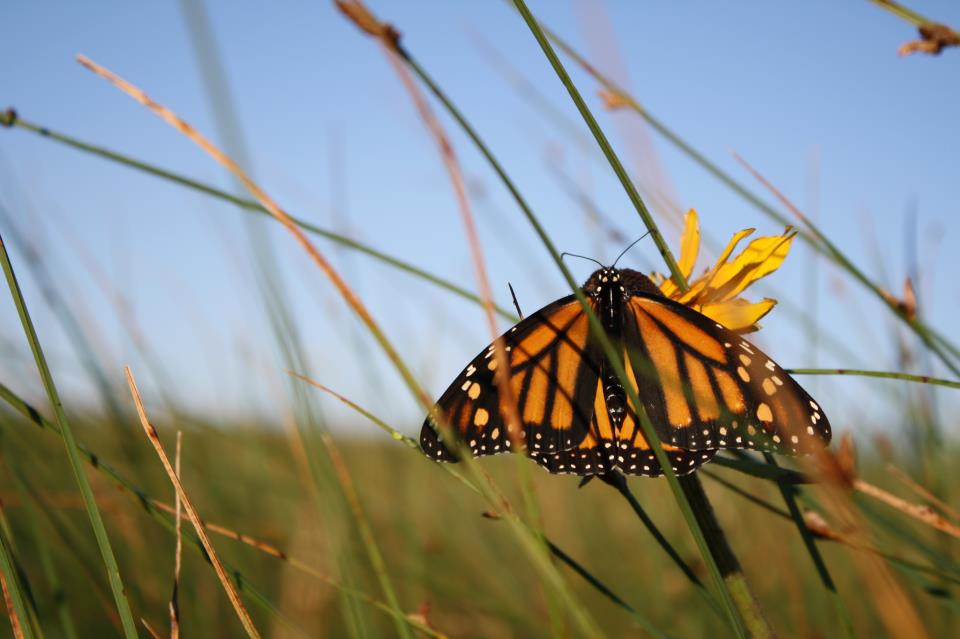 A monarch butterfly takes on a rest on the Kentucky prairie. Monarch numbers are down more than 80 percent from their 20-year average. Photo: U.S. Fish and Wildlife Service