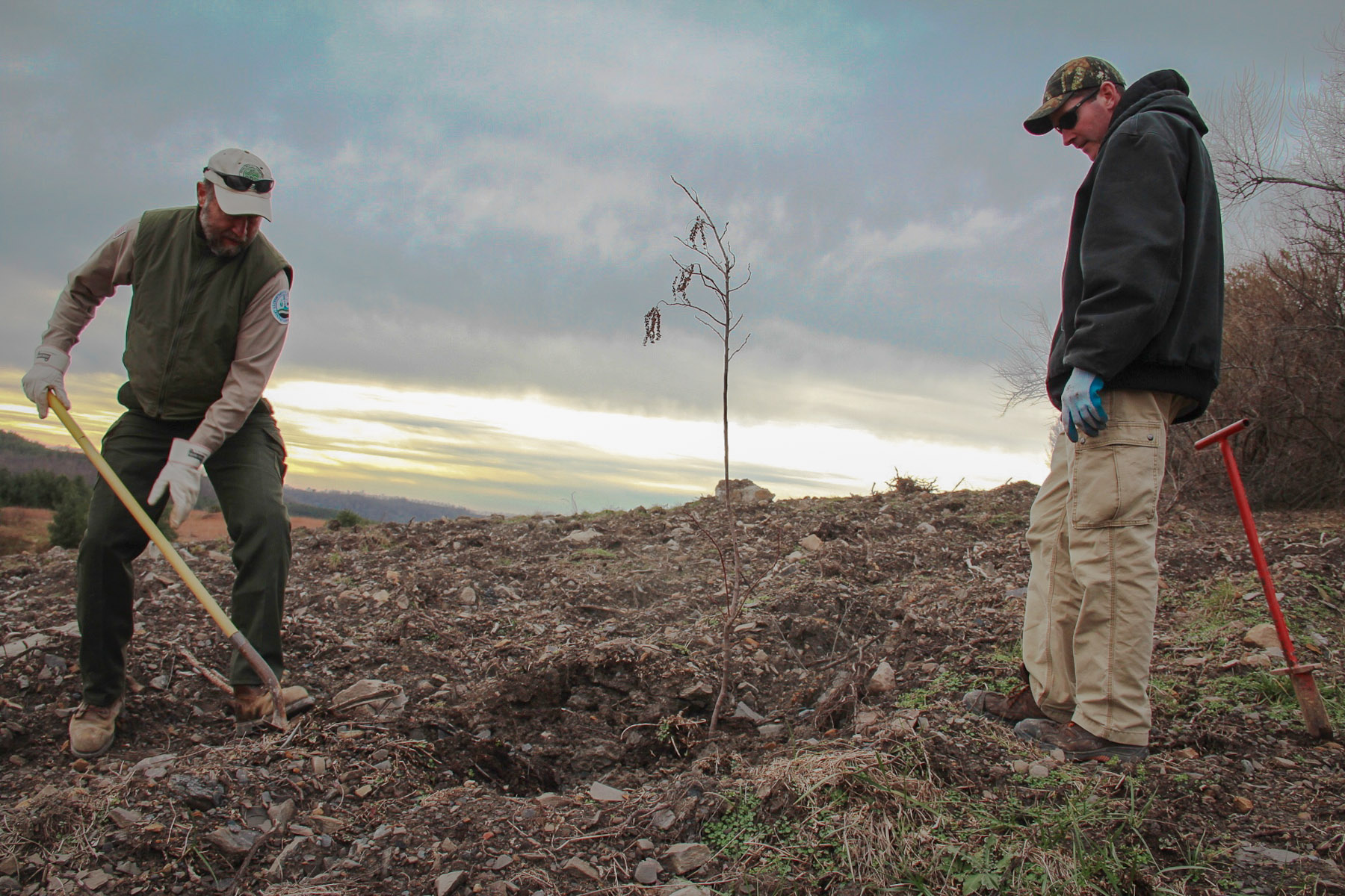 Patrick Angel of the U.S. Office of Surface Mining and Mike French of Green Forests Work plant a tree at a former Eastern Kentucky surface mine. Photo: Reid R. Frazier