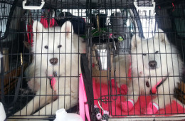 Musher Beth Tallentire's Samoyeds hang tight before hitting the trail. Photo: Kara Holsopple