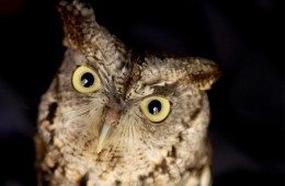 Eastern screech owl. Photo: Courtesy The National Aviary