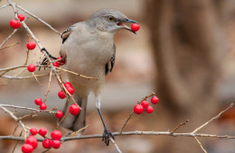 They're still a rare sight, but it's not totally atypical for northern mockingbirds to hang around Pennsylvania in the winter. Photo: Matt MacGillivray via Flickr