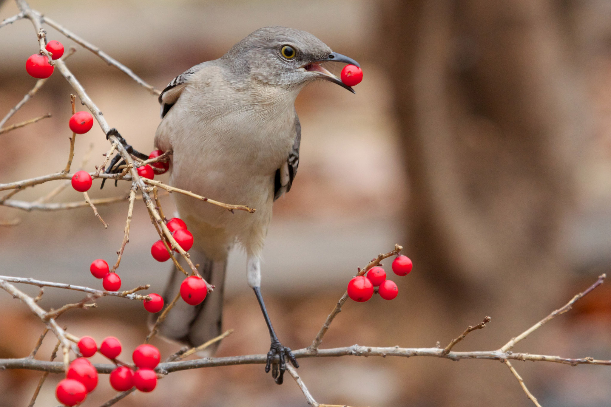 They're still a rare sight, but it's not totally atypical for northern mockingbirds to hang around Pennsylvania in the winter. Photo: Matt MacGillivray via Flickr