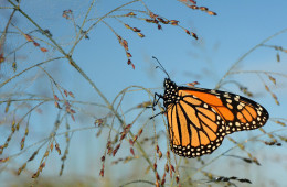 A monarch butterfly lands on a blade of switchgrass in Michigan. An environmental group is trying to get monarchs listed on the federal Endangered Species List. Photo: Jim Hudgins / U.S. Fish and Wildlife Service