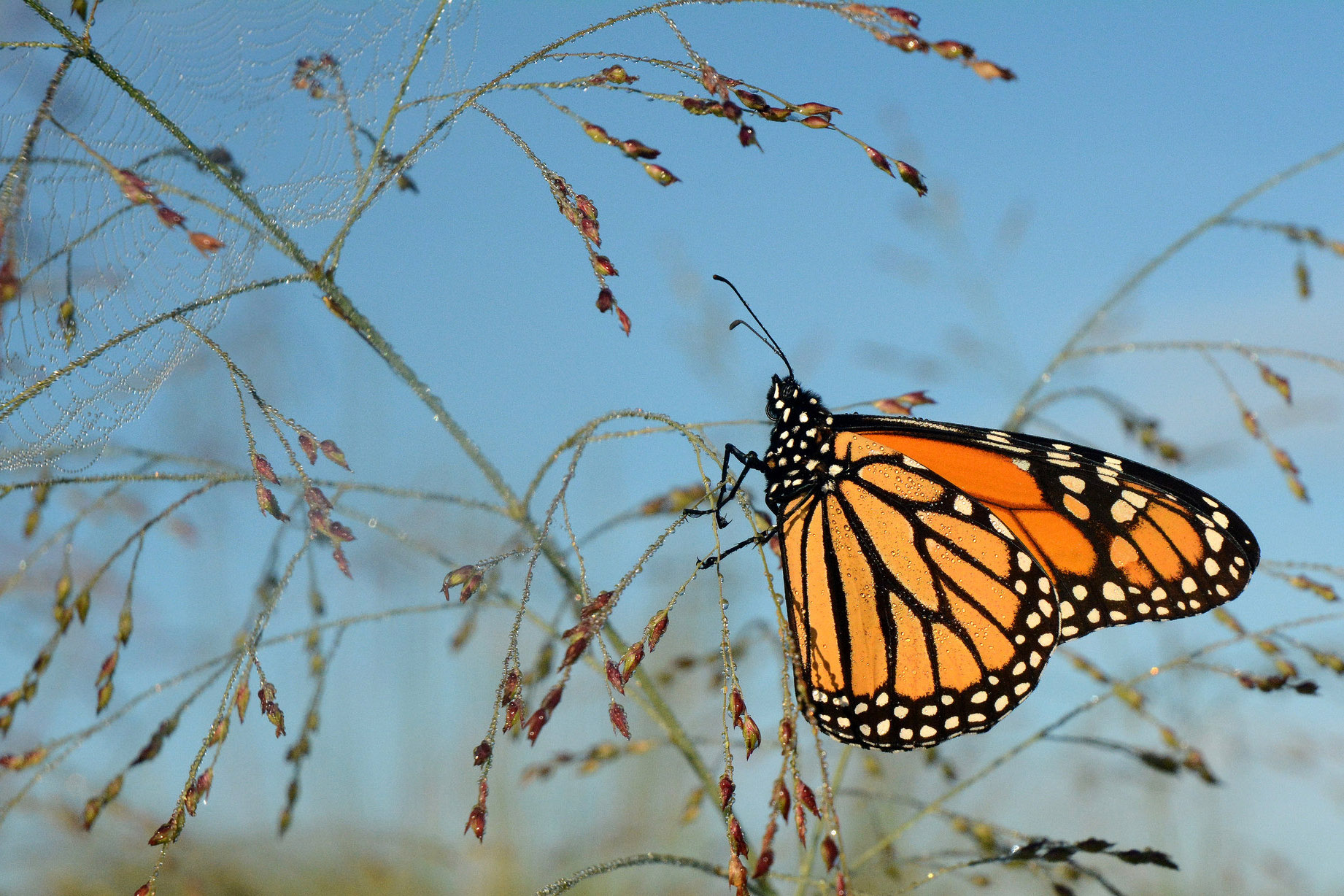 A monarch butterfly lands on a blade of switchgrass in Michigan. An environmental group is trying to get monarchs listed on the federal Endangered Species List. Photo: Jim Hudgins / U.S. Fish and Wildlife Service