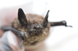 little brown bat