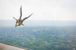 A peregrine falcon flies high above the city.