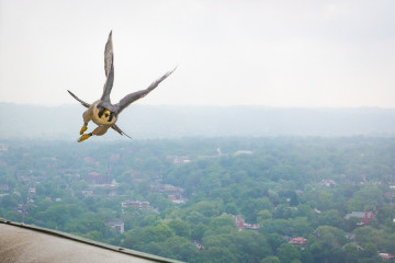 A peregrine falcon flies high above the city.