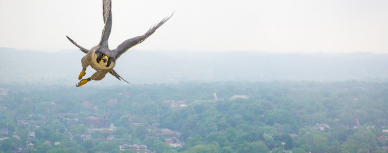 A peregrine falcon flies high above the city.