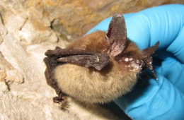 nothern long-eared bat with white-nose syndrome