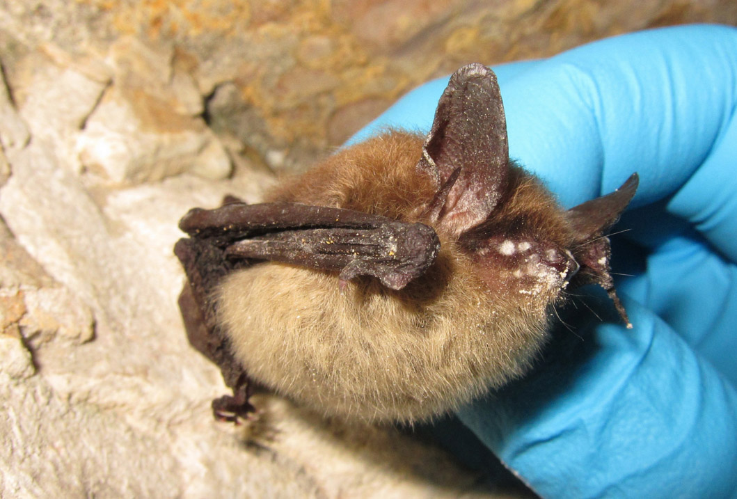 nothern long-eared bat with white-nose syndrome