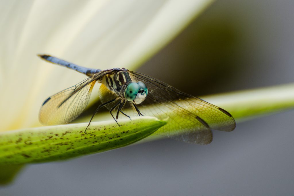 why are there so many dragonflies