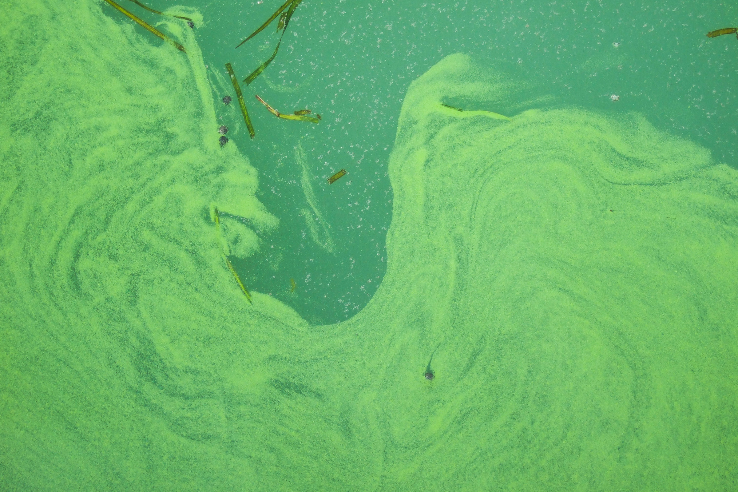 Lake Erie Algae