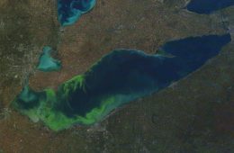Lake Erie Algae