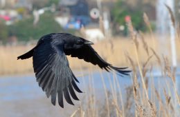 crows