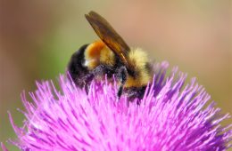 rusty patched bumble bee (