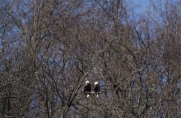 bald eagles