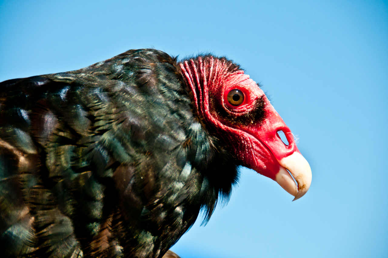 Turkey vulture