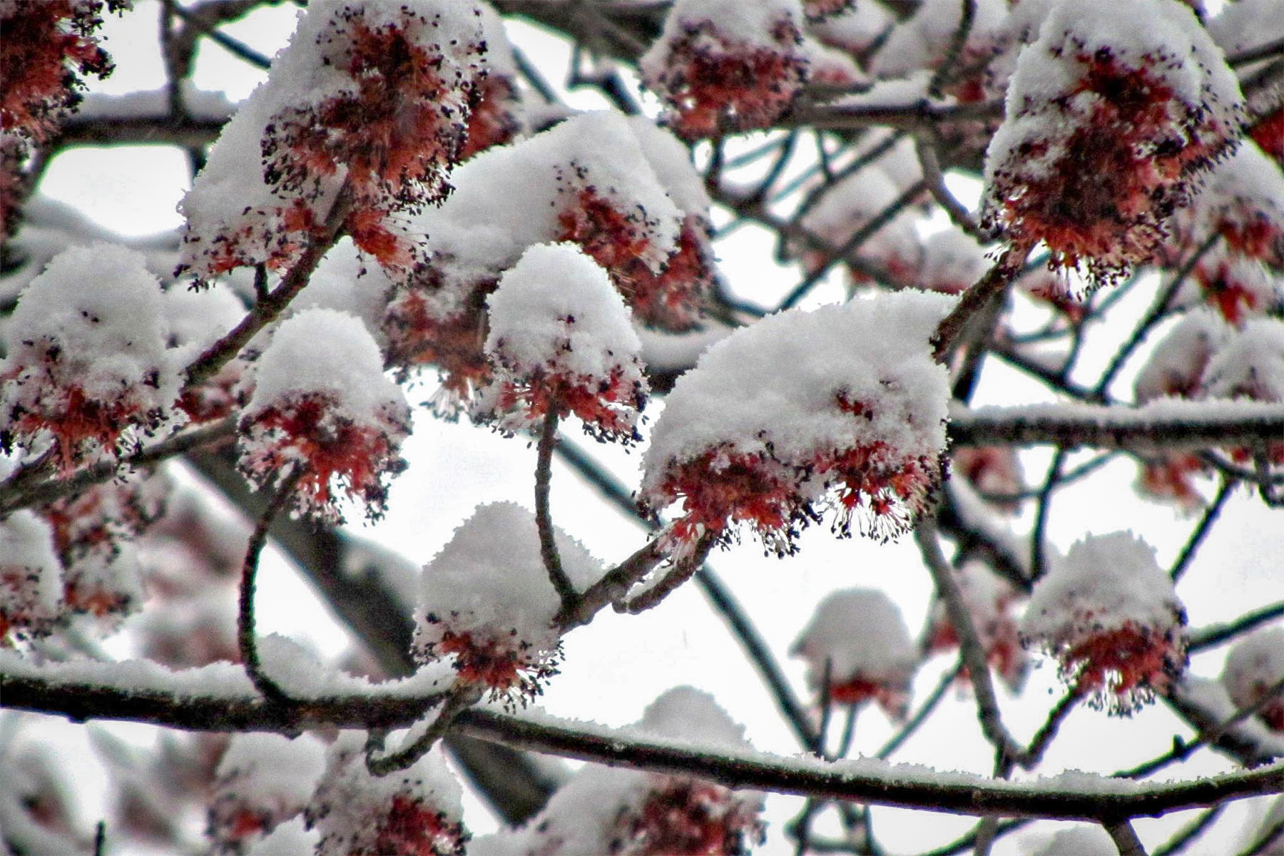 snow on spring flowers