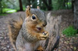 squirrel