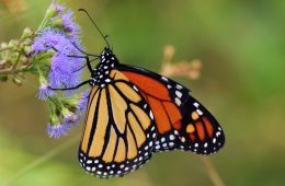 Monarch butterfly