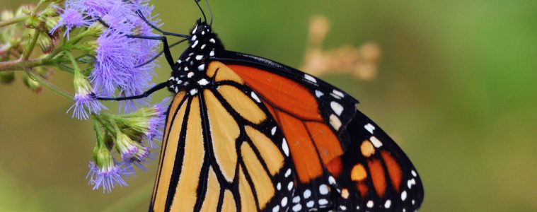 Monarch butterfly