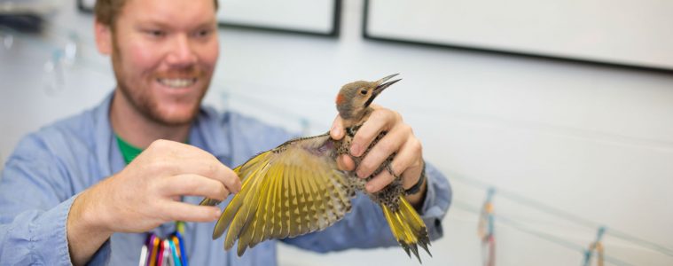 conservation bird research