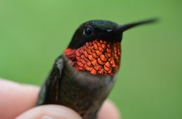 Ruby-throated Hummingbird