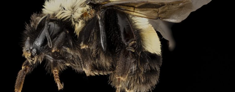 bumblebee