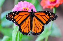 monarch butterfly