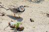 a bird on the sand.