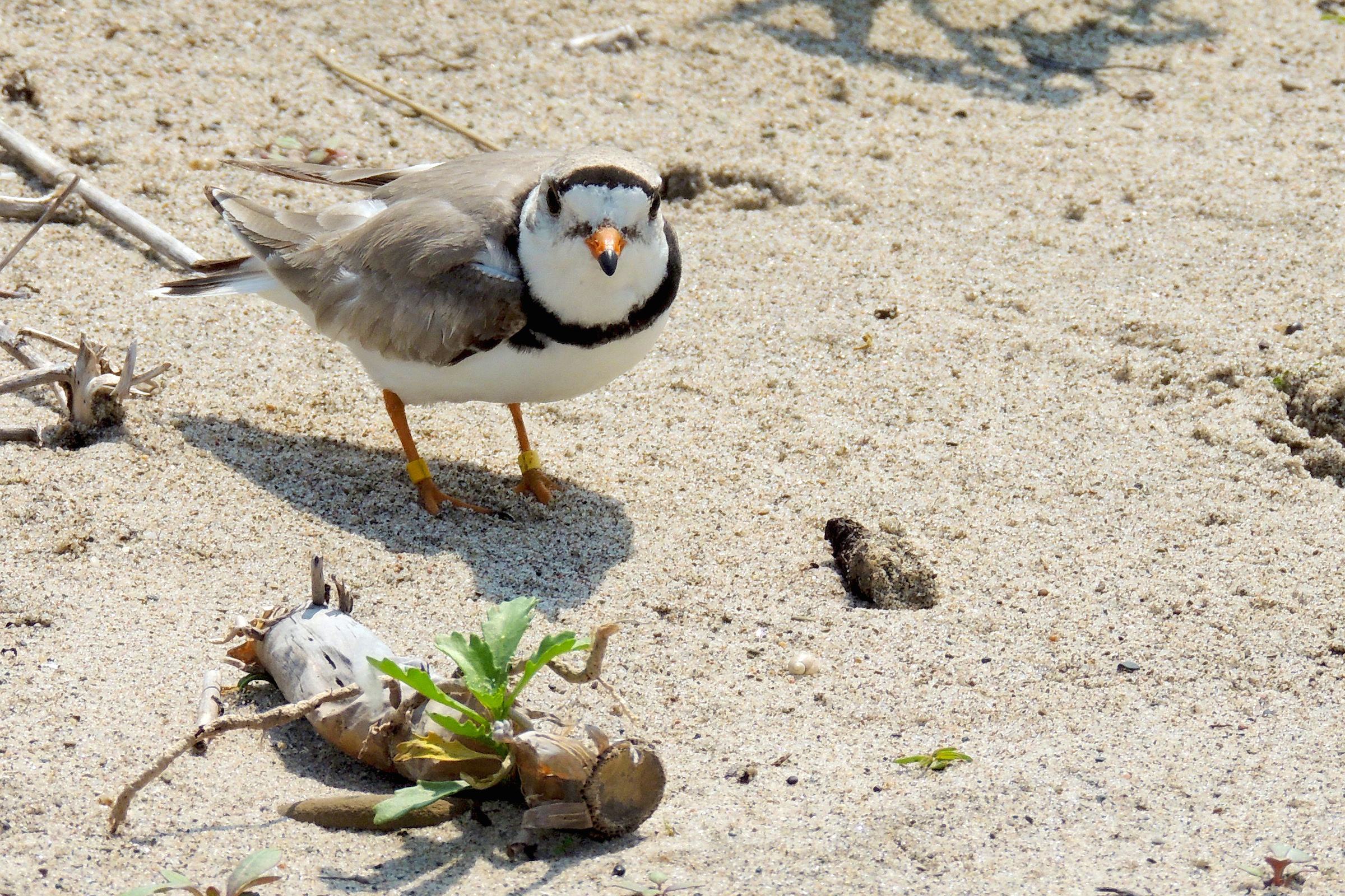 a bird on the sand.