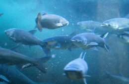 Asian carp