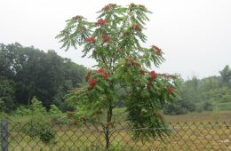 Tree of Heaven