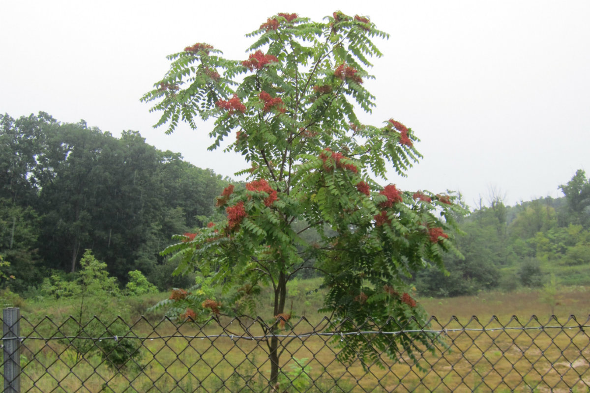 Tree of Heaven