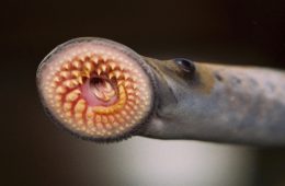 lamprey