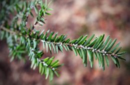 hemlock woolly adelgid