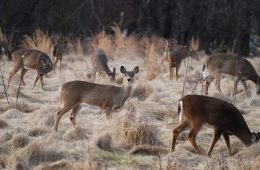 A herd of whitetail deer