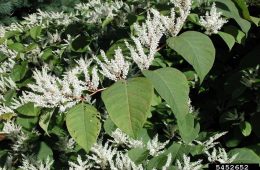 Japanese knotweed