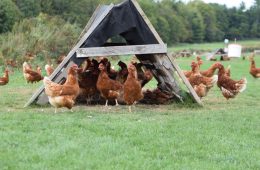 Chickens
